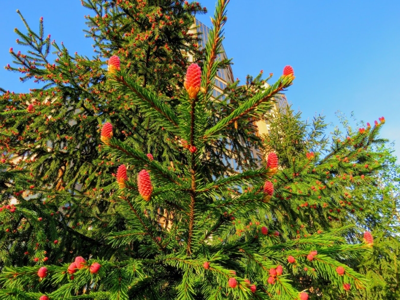 Как цветут хвойные деревья