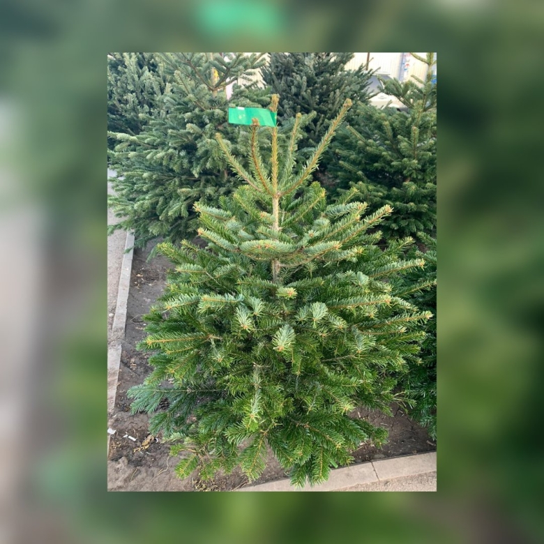 Пихта Кавказская Нордмана