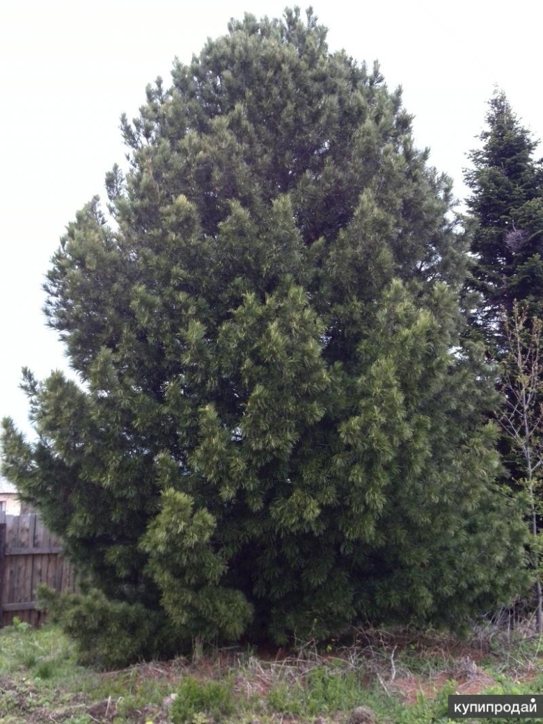 Сосна Кедровая Сибирская Сибирский кедр сеянец