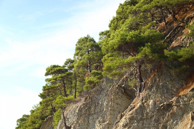 Джанхотский Бор сосны пицундской Геленджик