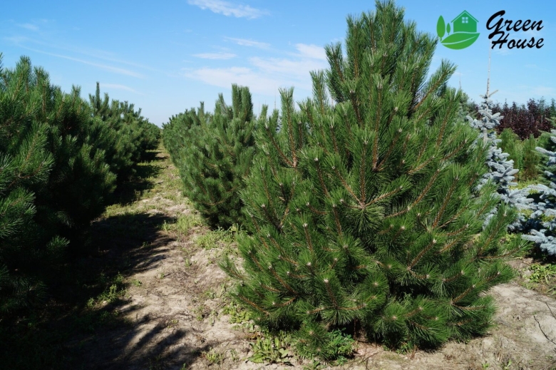 Сосна черная Орегон Грин
