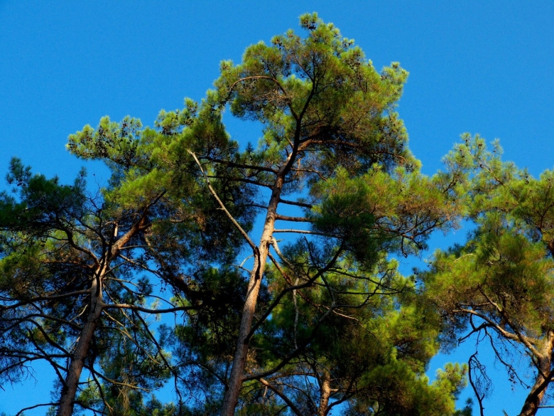 Сосна Пицундская Сочи