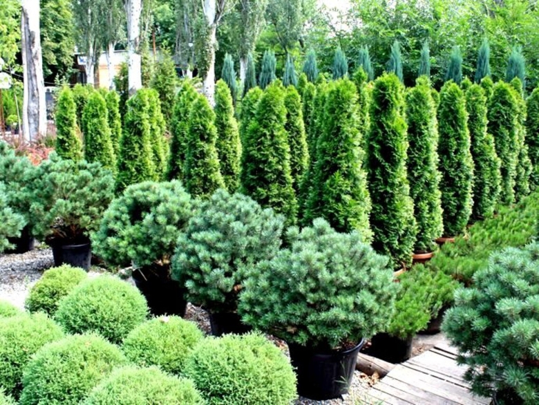 Туя Западная Фастигиата