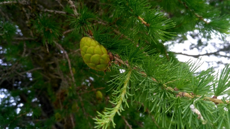 Лиственница Сибирская Тайга