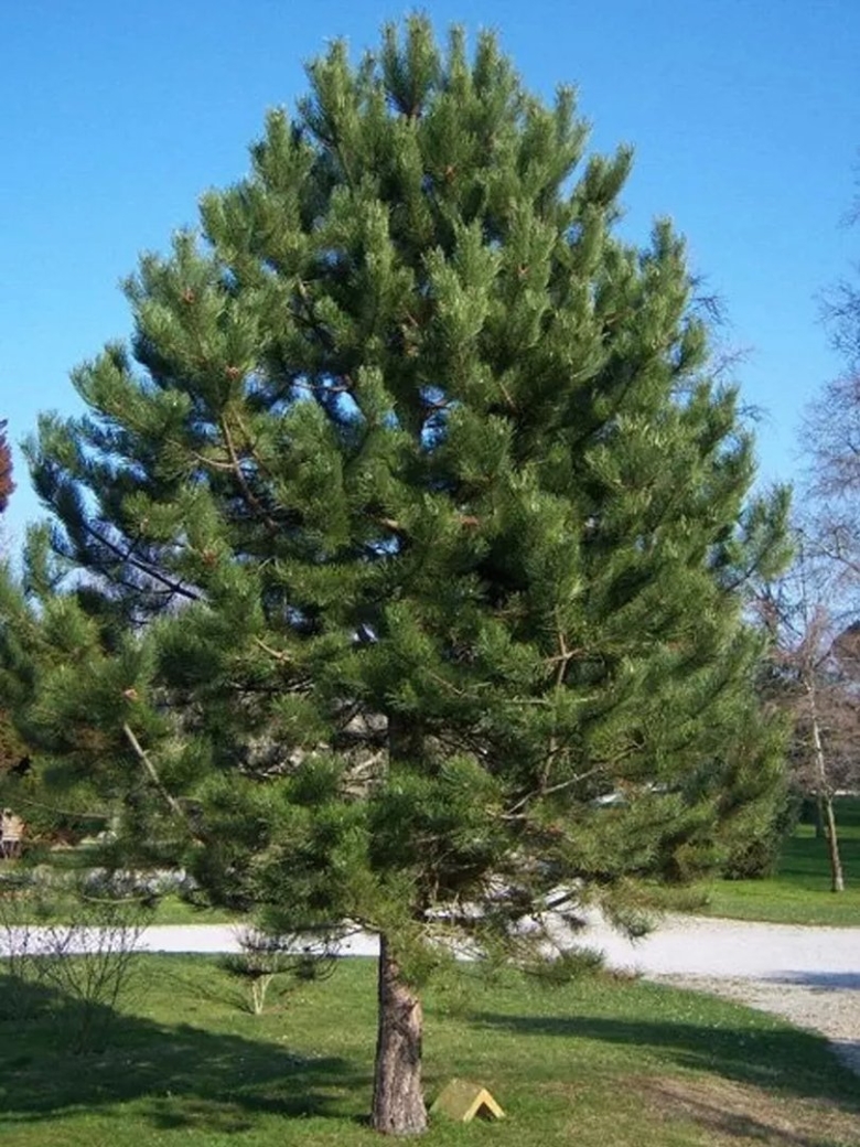 Сосна Pinus nigra nigra