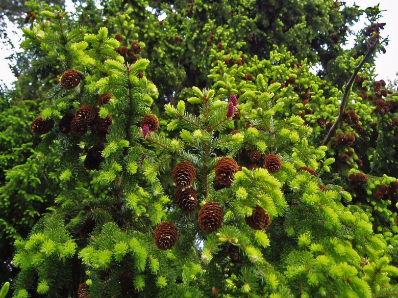 Ель Сибирская Picea obovata