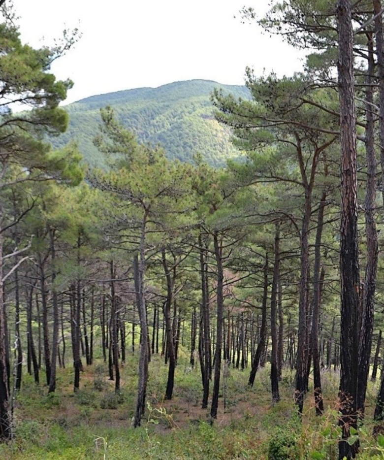 Джанхотский бор сосны пицундской геленджик