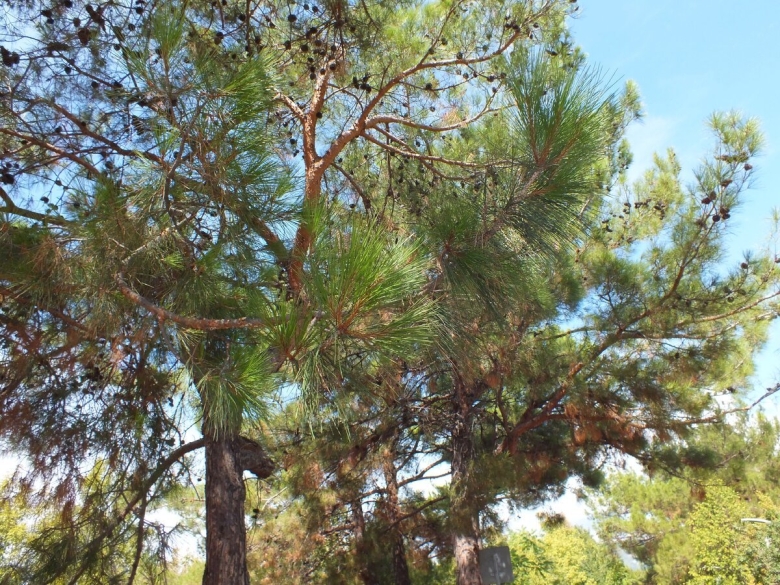 Пицундская сосна в Геленджике