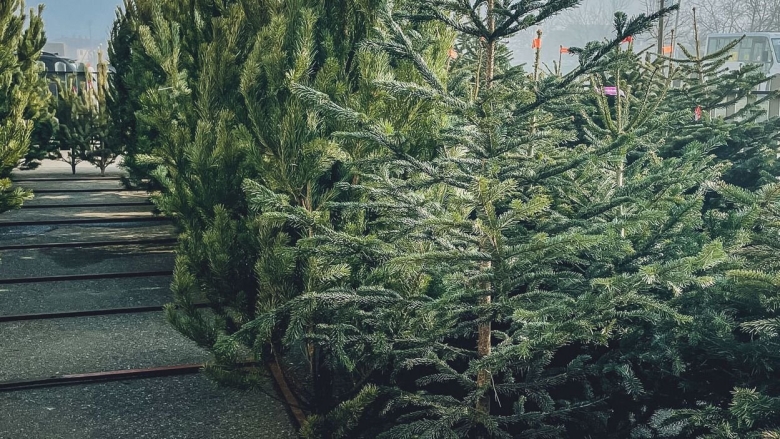 Хвойные деревья