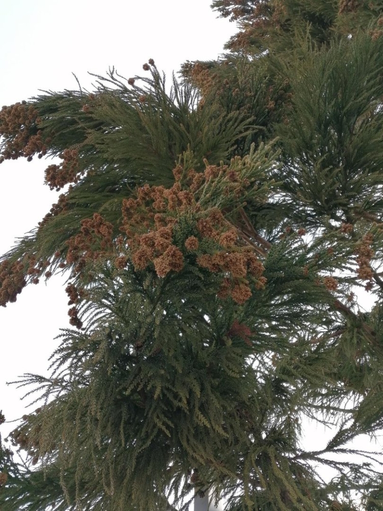Cryptomeria japonica