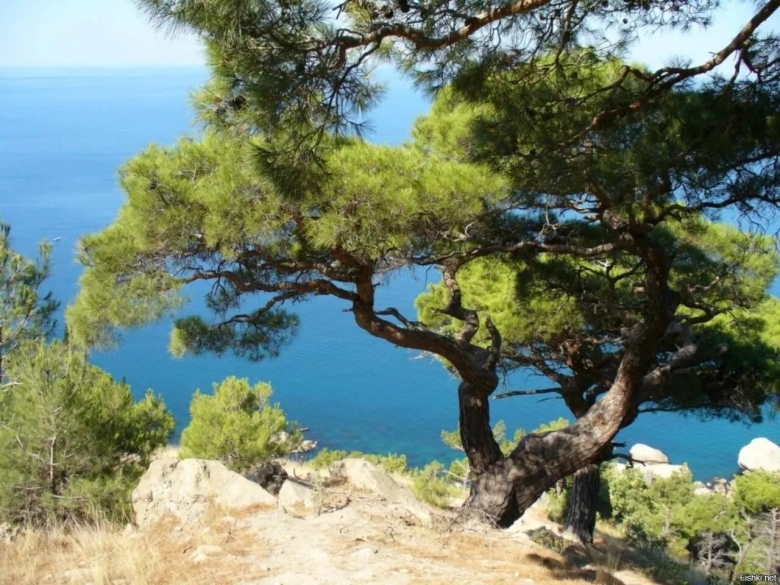 Пицундская сосна в Геленджике