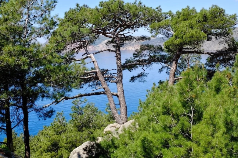 Сосна пицундская станкевича