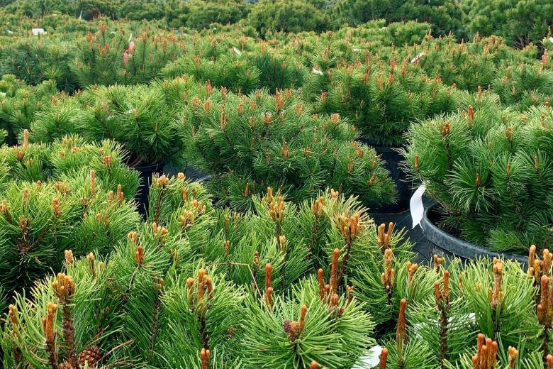 Питомник хвойных