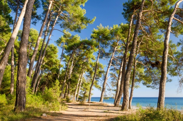 Джанхотский Бор сосны пицундской Геленджик