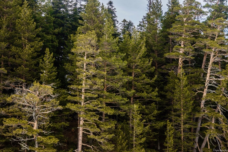 Реликтовый ельник Байкала