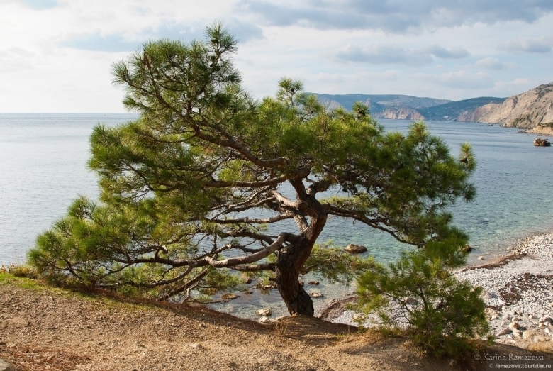 Сосна станкевича (судакская)