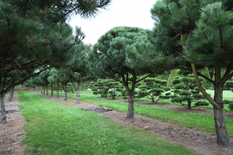 Сосна Pinus nigra