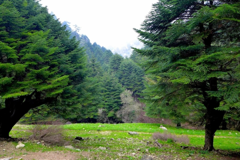 Пихта ливанский кедр