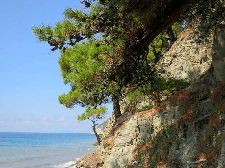 Роща пицундской сосны Геленджик