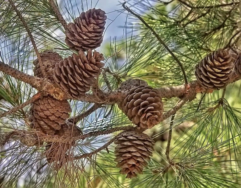 Сосна Пицундская шишки