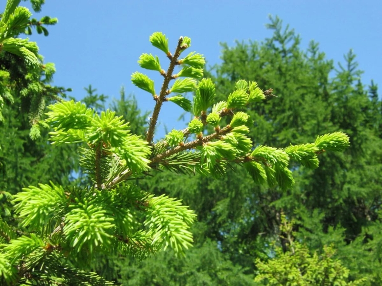 Ель сибирская picea obovata