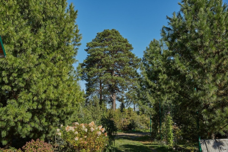 Сосна Сибирская кедр Сибирский