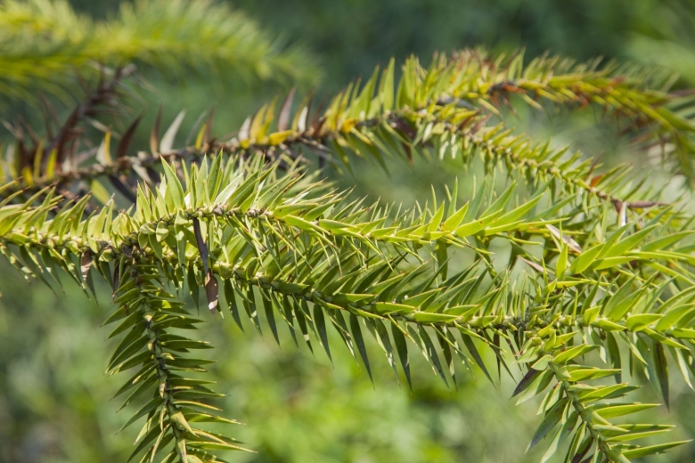 Араукария бразильская