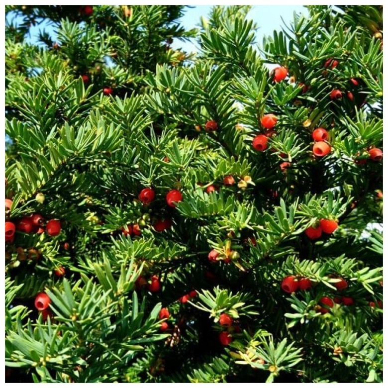 Тисс ягодный (taxus baccata