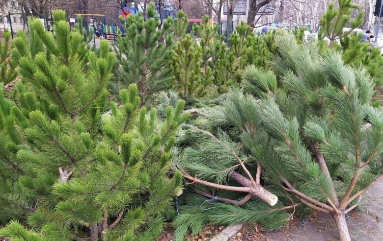 Елочка в Сочи в дендрарии