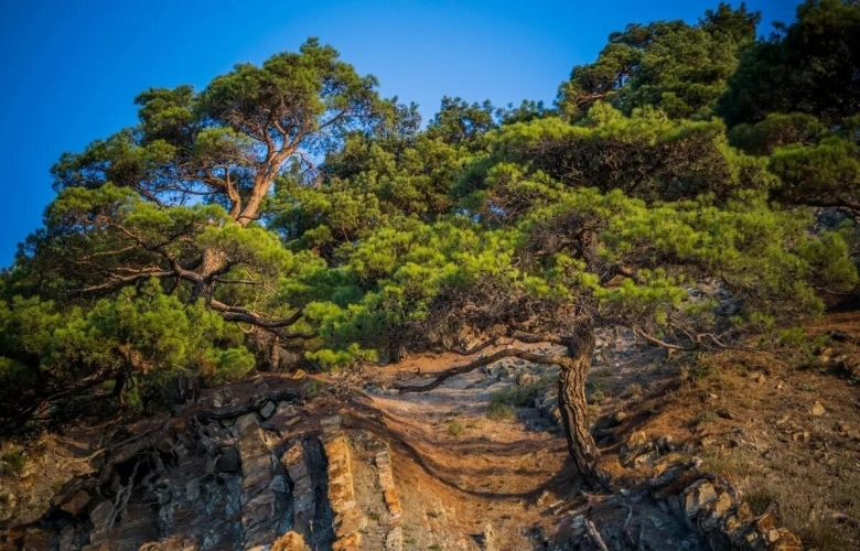 Джанхотский Бор сосны пицундской Геленджик