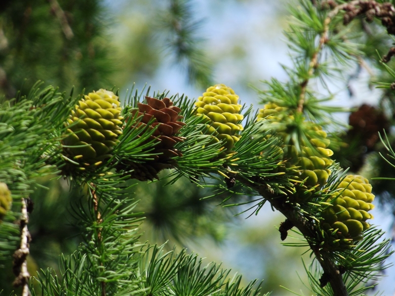 Лиственница Сибирская шишки
