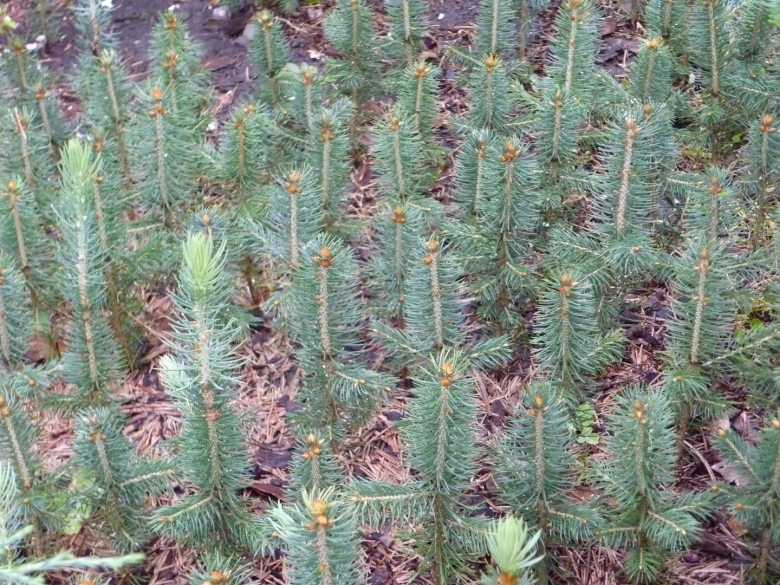 Ель обыкновенная сеянец