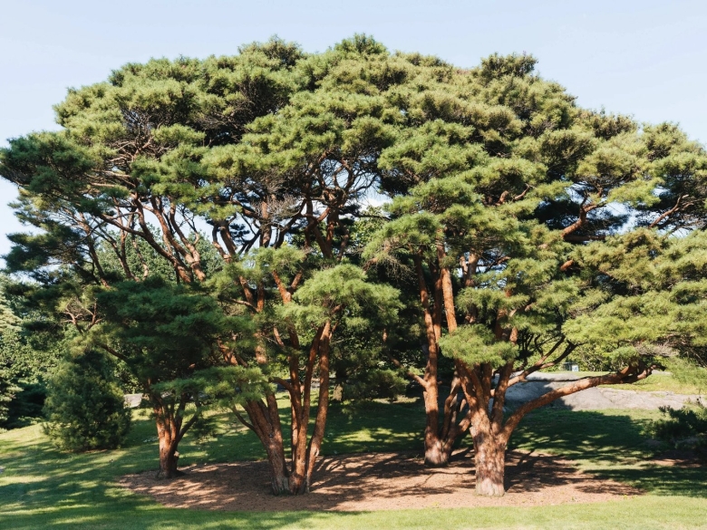 Pinus resinosa