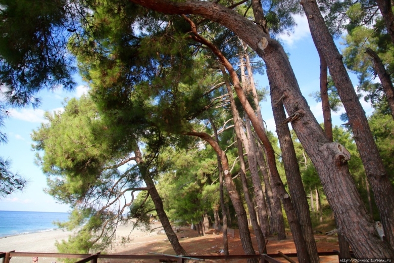 Реликтовая роща в Пицунде