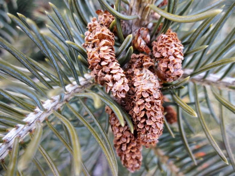 Кедр пихта гималайская сосна