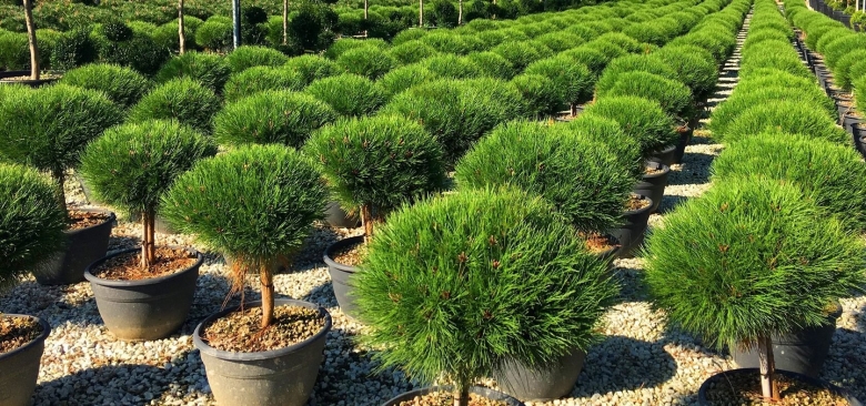 Pinus nigra marie bregeon