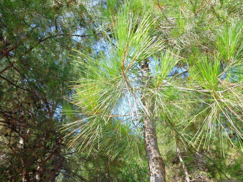 Роща пицундской сосны Геленджик