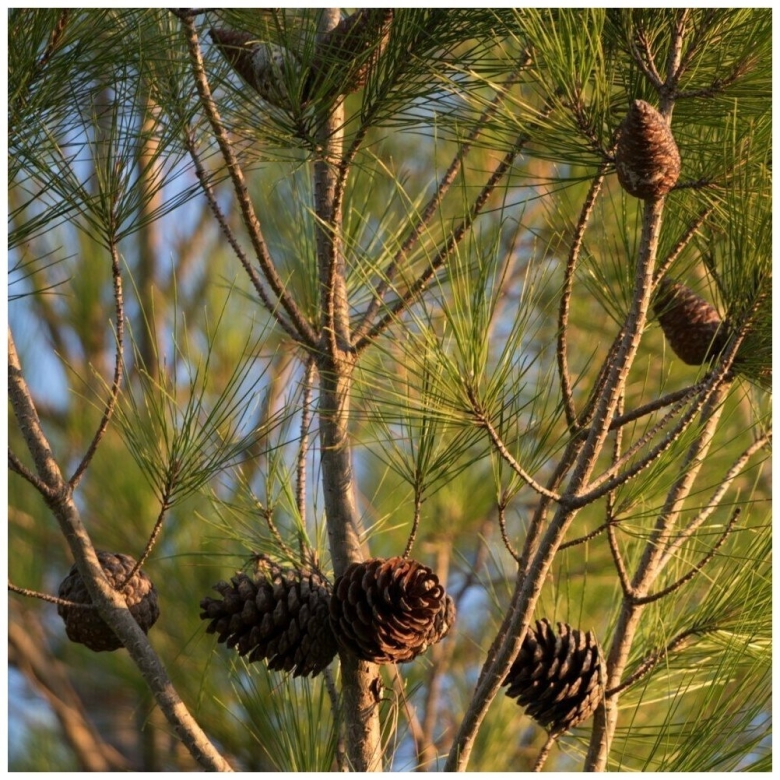 Сосна Pinus pityusa