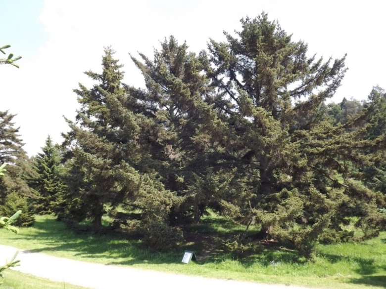 Ель двуцветная Picea bicolor