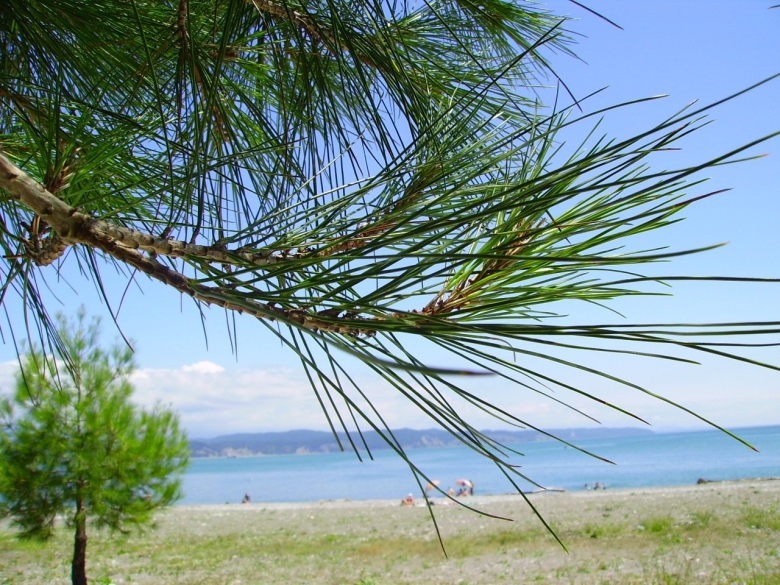 Роща пицундской сосны Абхазия