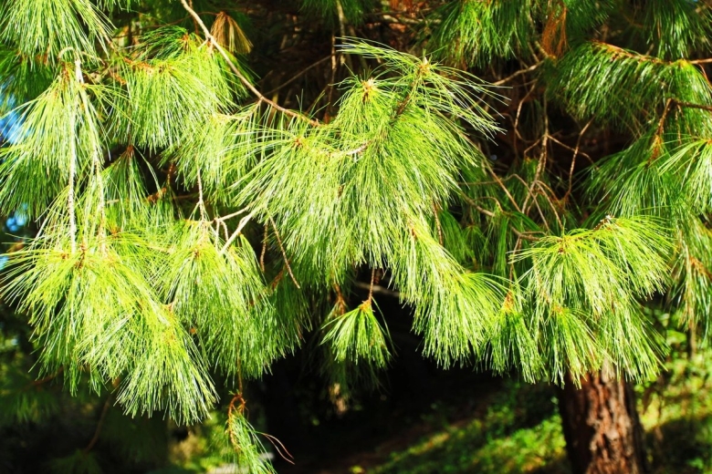 Пицундская сосна иголки