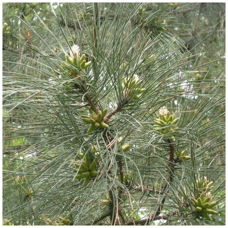 Пицундская сосна иголки