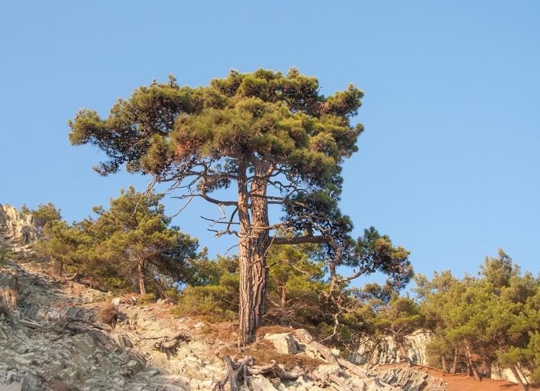 Pinus friesiana