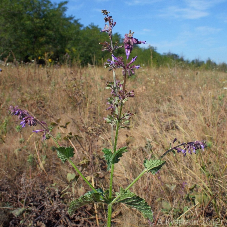 Шалфей в Ростовской области