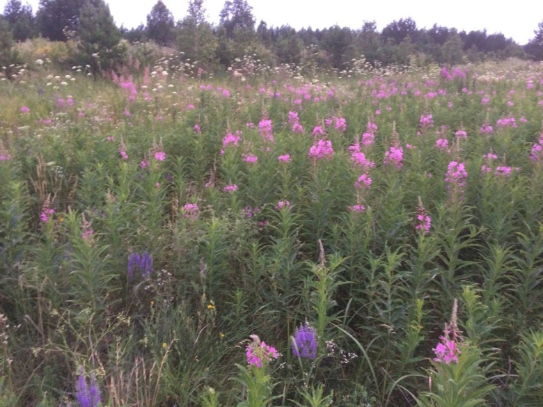 Иван чай Самарская область