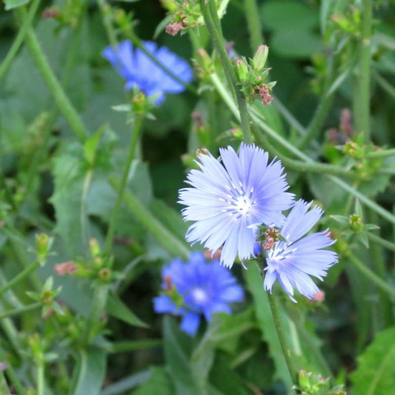 Цикорий в цветнике