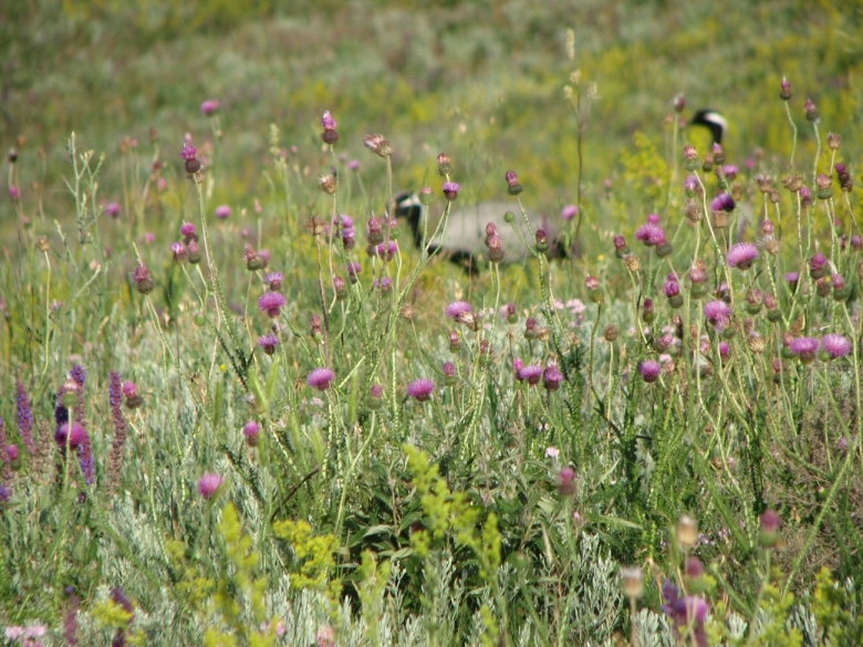 Степные медоносные травы Крыма