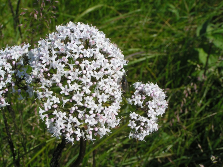 Лекарственные растения Ленинградской области