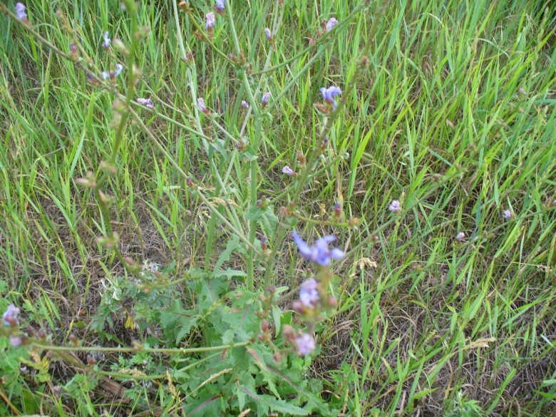 Дикие растения Подмосковья