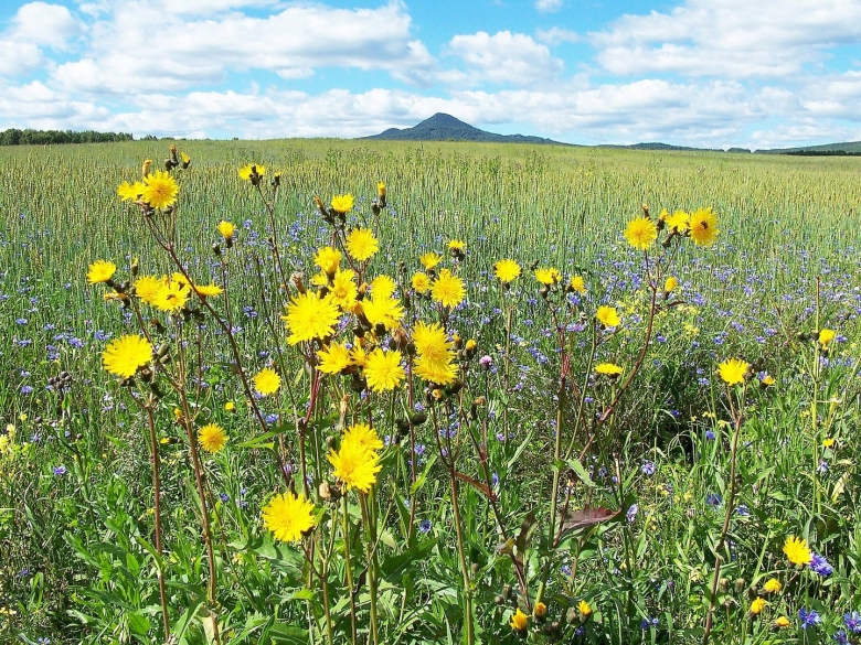 Лекарственные растения Башкортостана